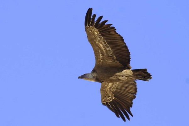 Observer les vautours